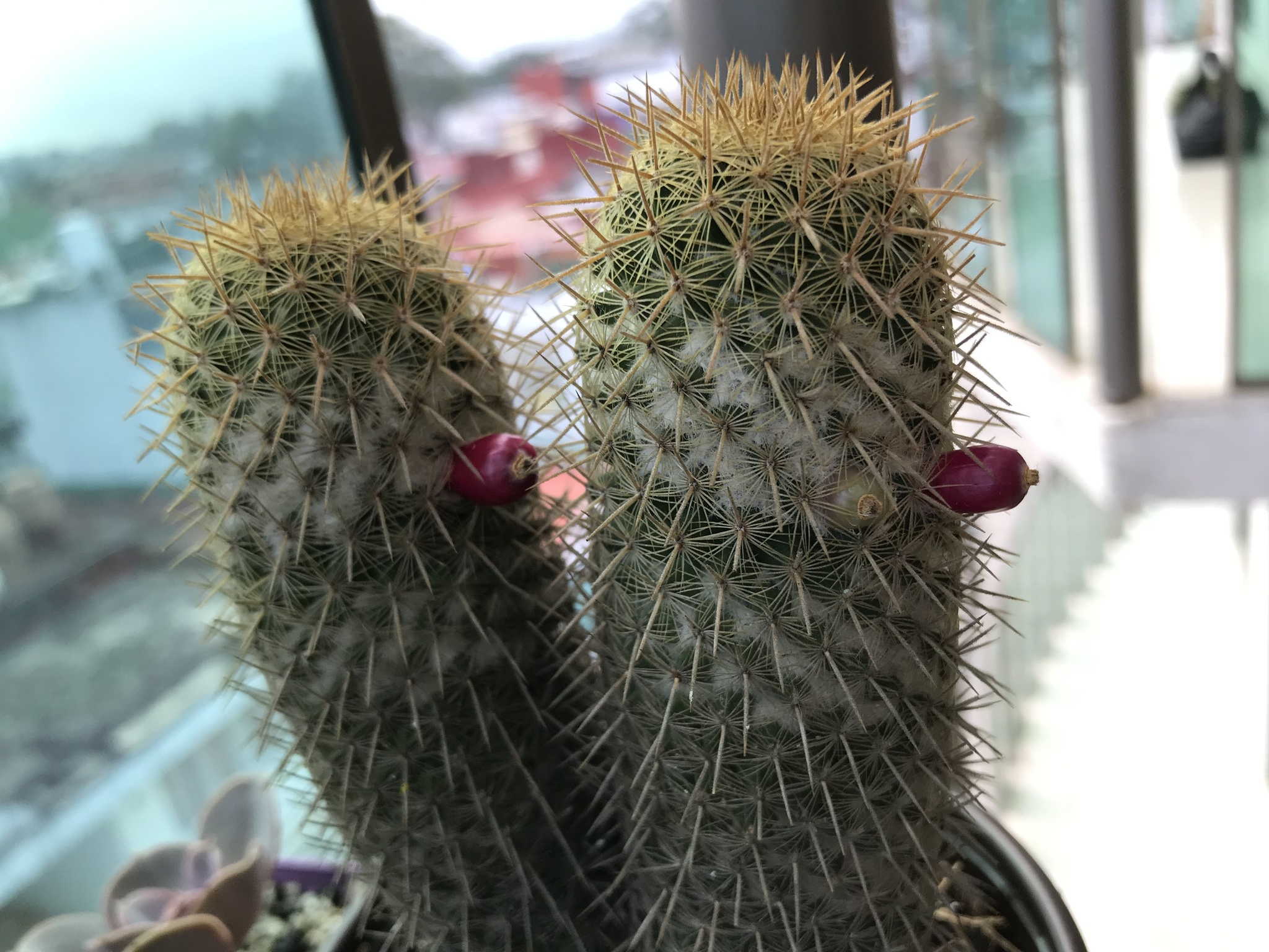 Mammillaria eriacantha 
